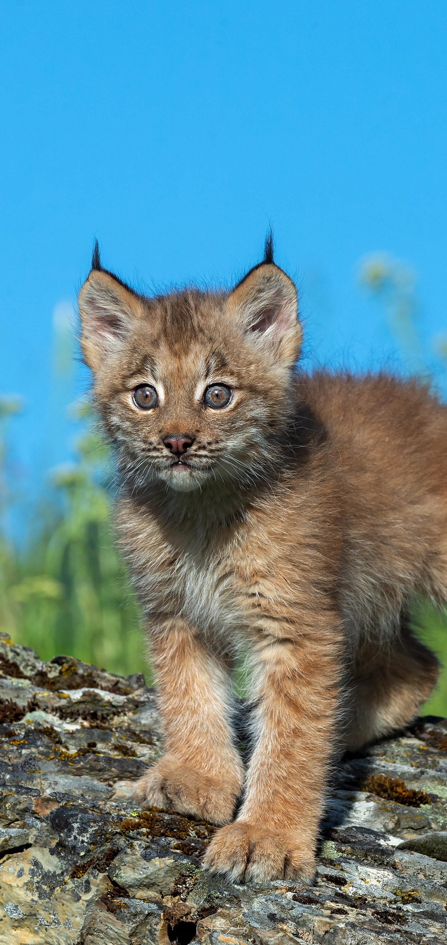 Download Animal Lynx Phone Wallpaper - Mobile Abyss