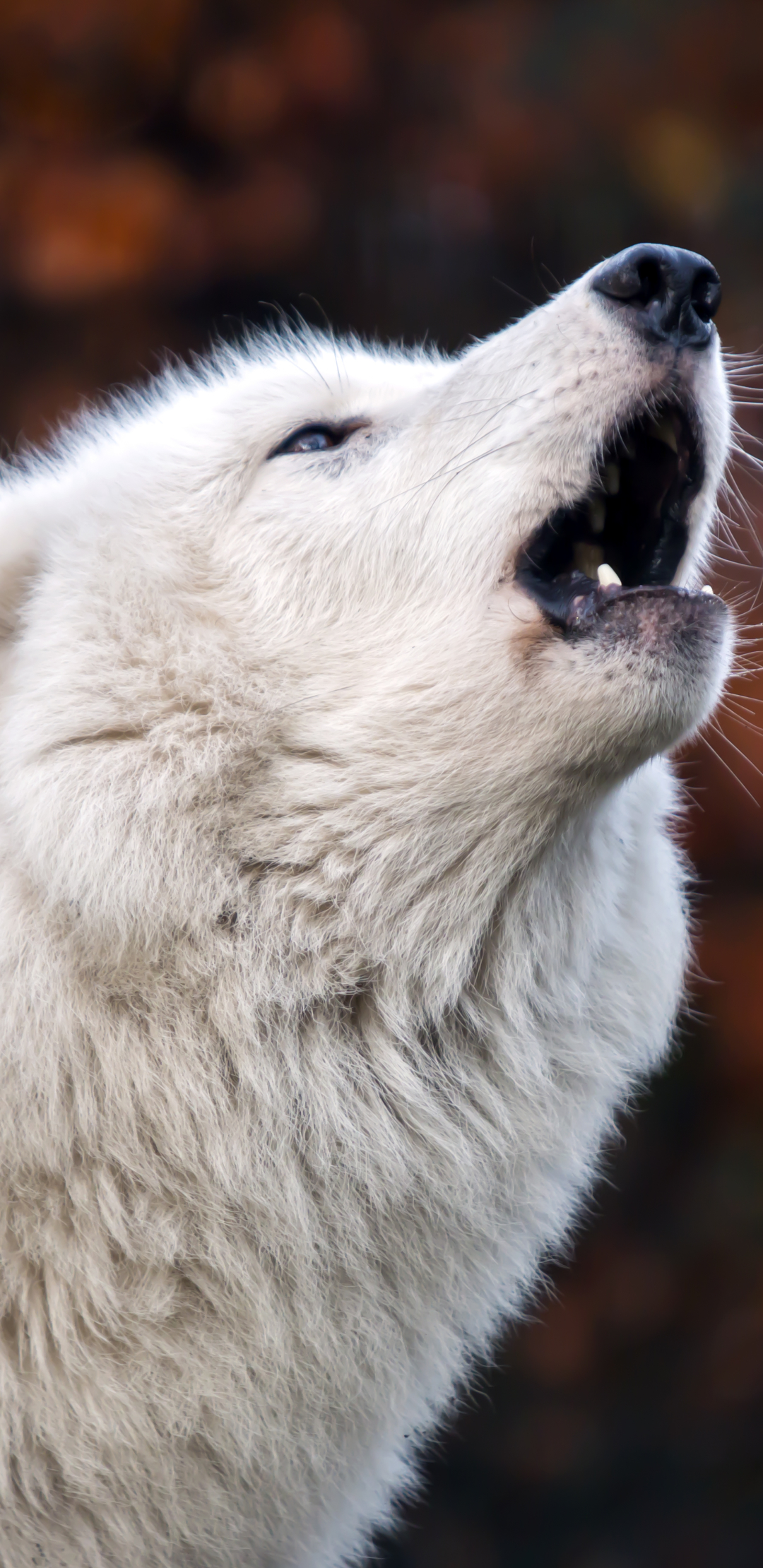 Arctic Wolf Phone Wallpaper