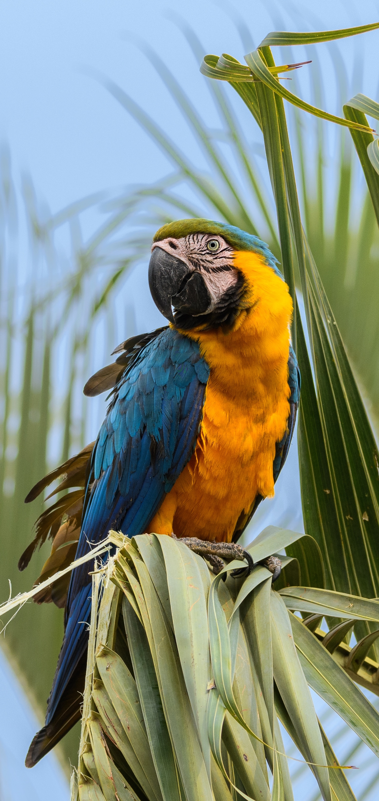 Blue-and-yellow Macaw Phone Wallpaper