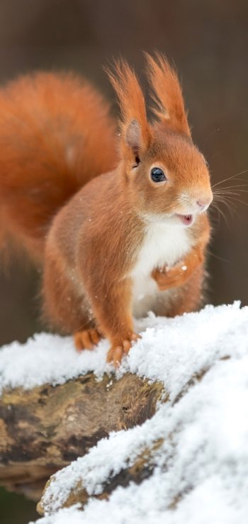 rodent snow winter Animal squirrel Phone Wallpaper