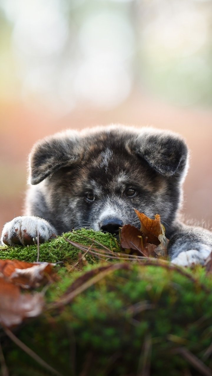 Download Puppy Baby Animal Dog Animal Shiba Inu Phone Wallpaper