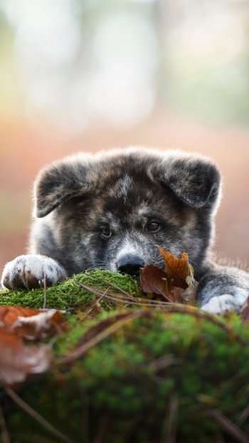 puppy baby animal dog Animal shiba inu Phone Wallpaper