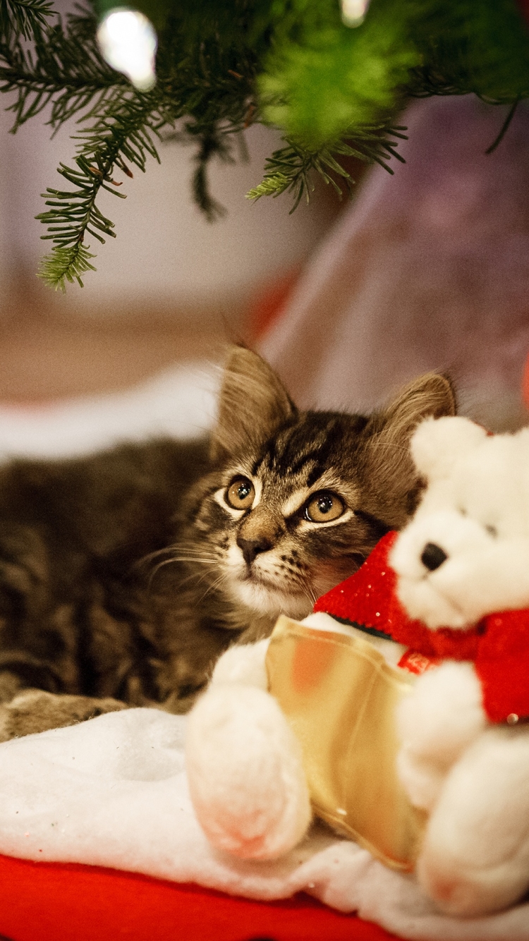 Kitty Snuggled Under the Christmas Tree with His Teddy Waiting for Santa 🎄