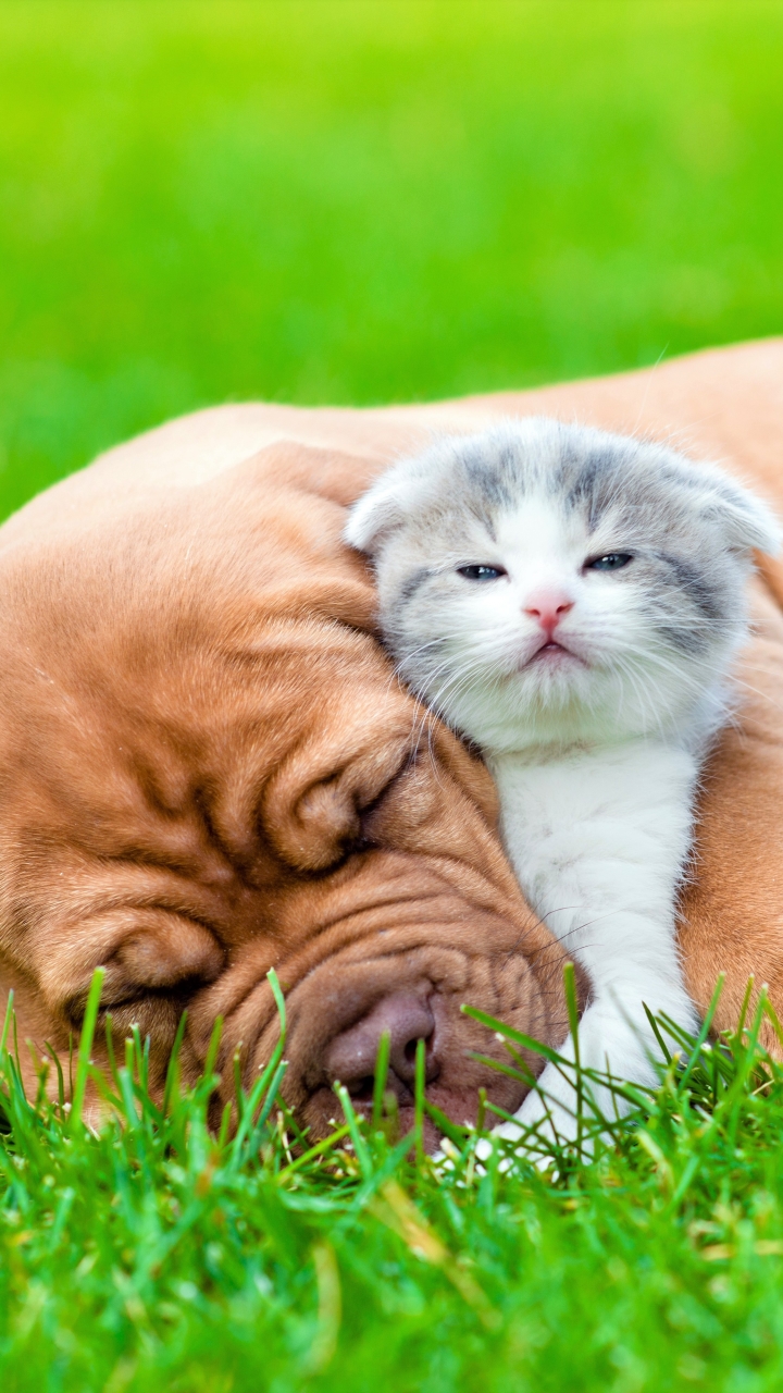 Dog and Kitten