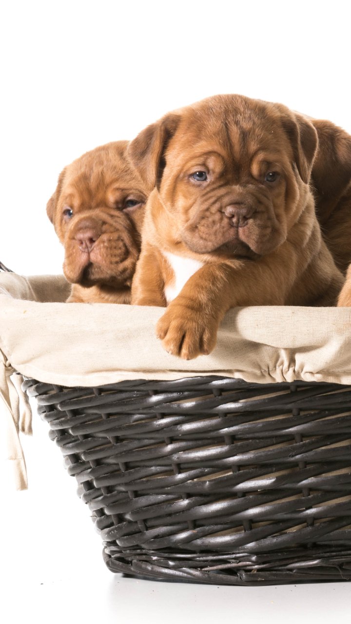 Phone wallpaper showing two brown puppies (animal) snuggled in a wicker basket on a white background.