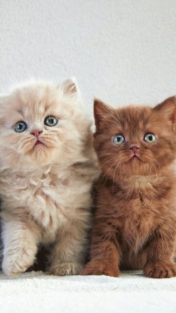  Two Cute Kittens
