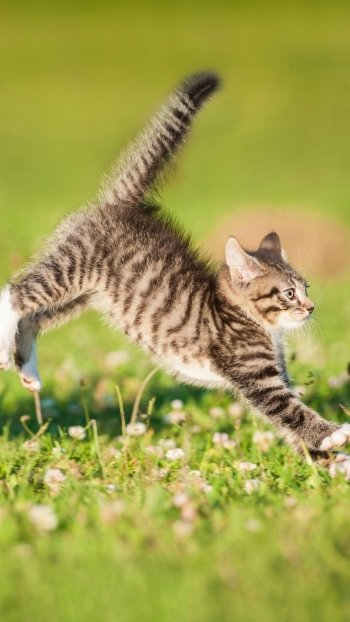 kitten Animal cat Phone Wallpaper