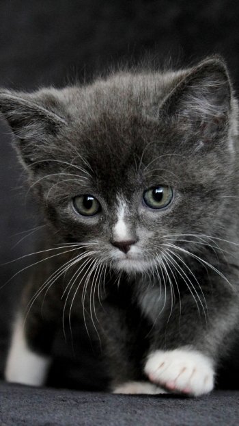 kitten Animal cat Phone Wallpaper