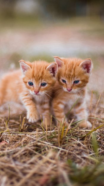 kitten Animal cat Phone Wallpaper