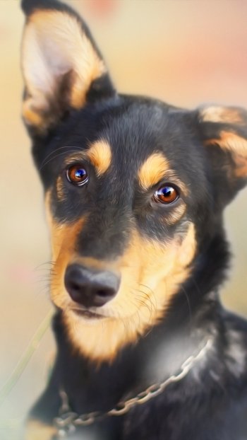 dog Animal puppy Phone Wallpaper