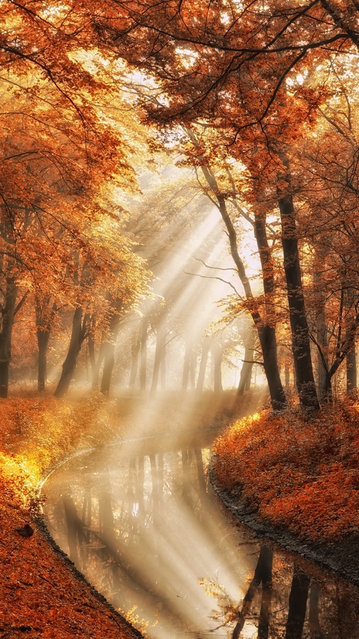 Sunlight in Autumn Forest