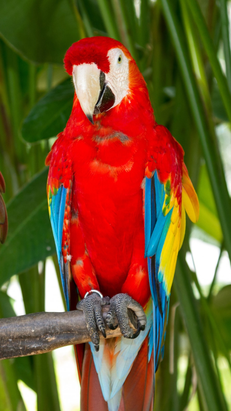 Macaw Phone Wallpaper