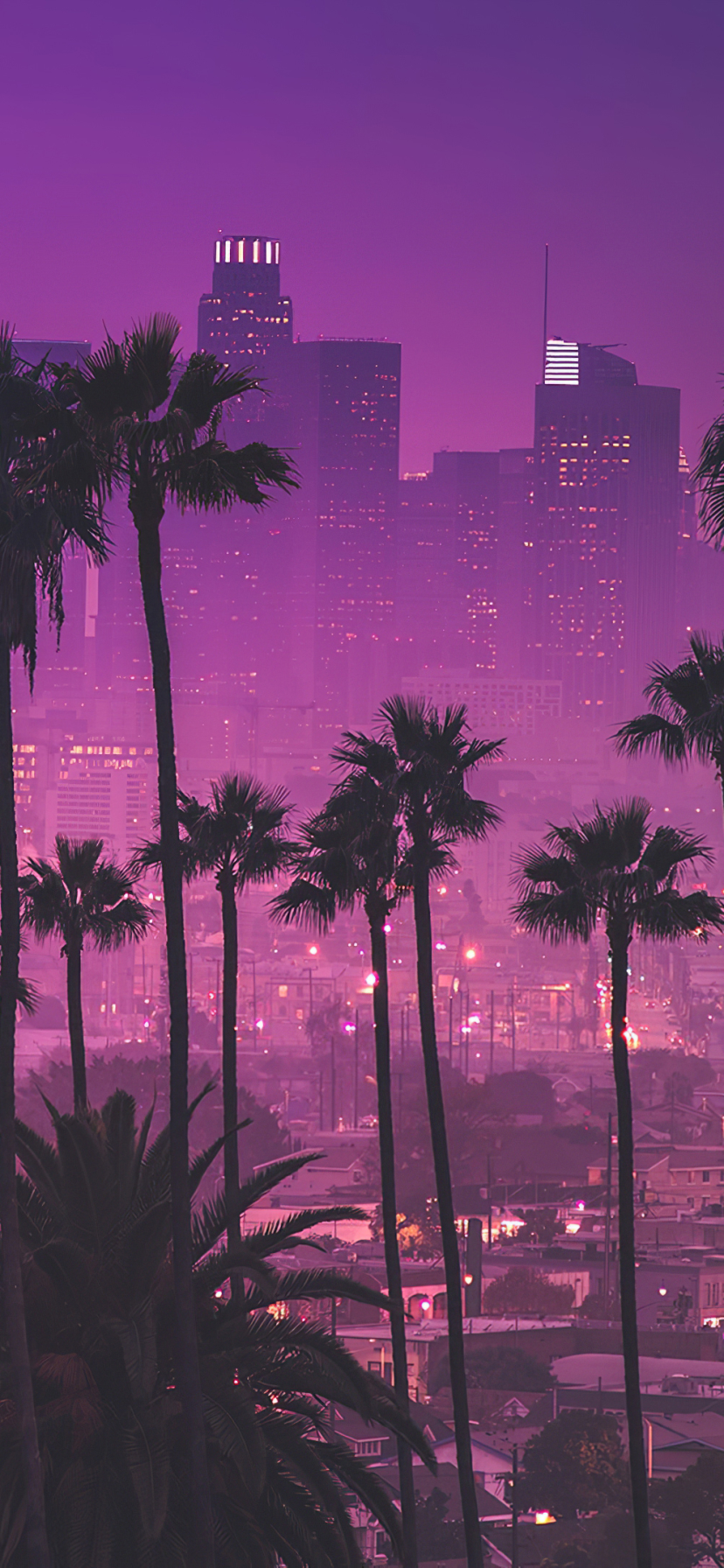 Palm trees against purple nightlights - Los Angeles, California