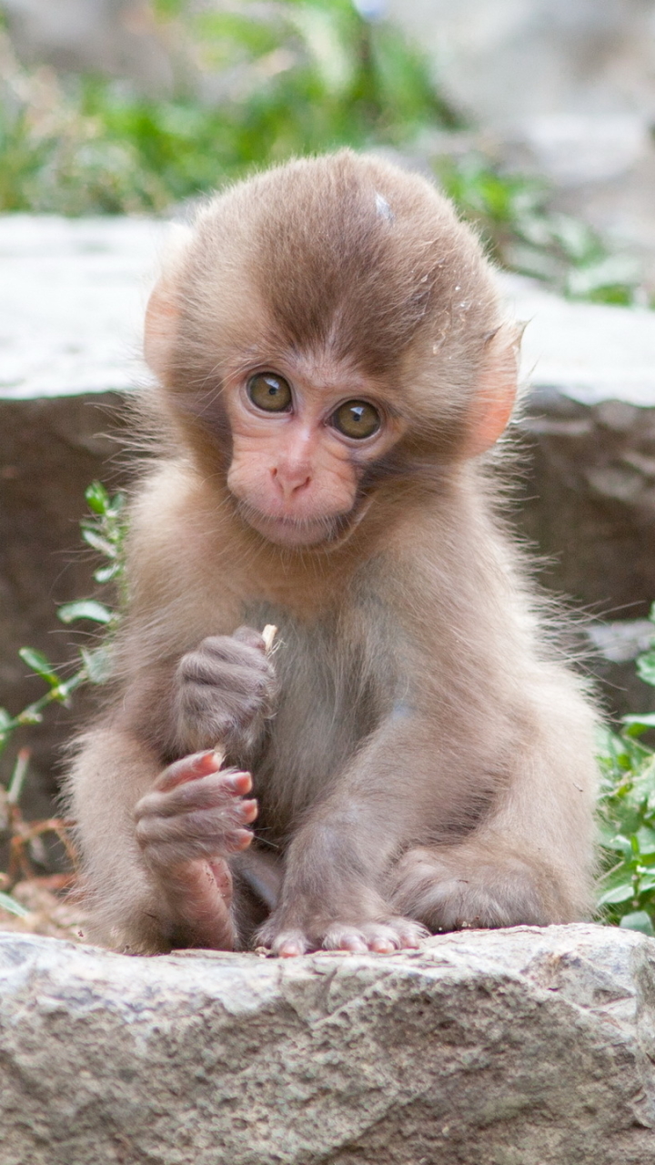 Adorable Baby Japanese Macaque