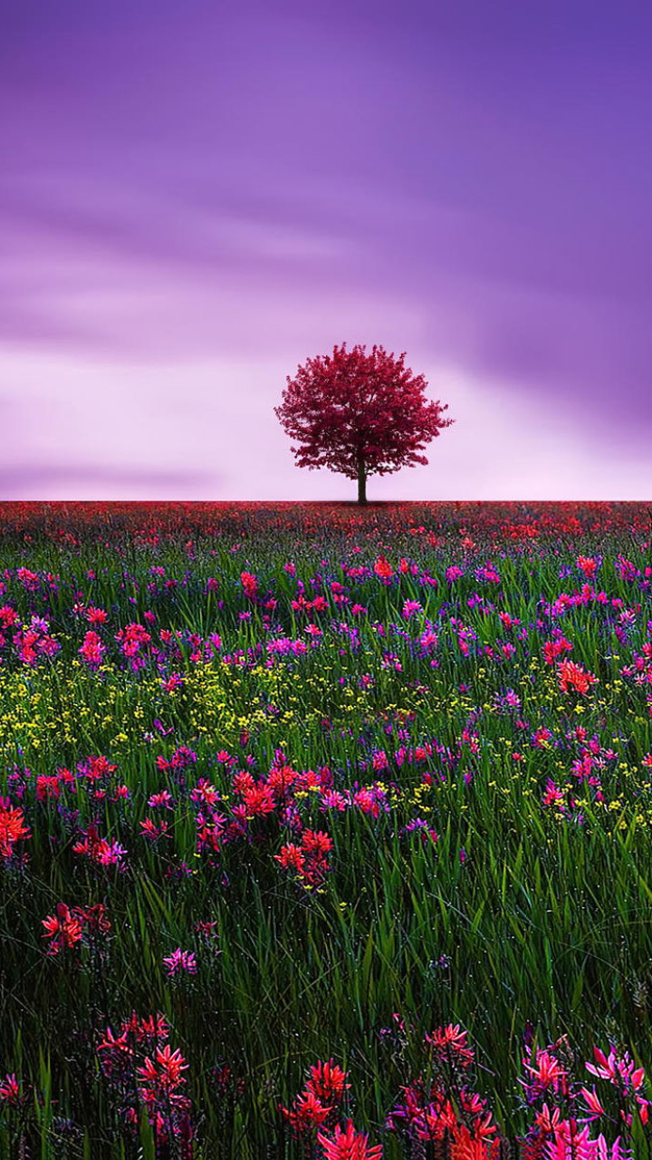 Pink Tree in Flower Field by BessHamiti
