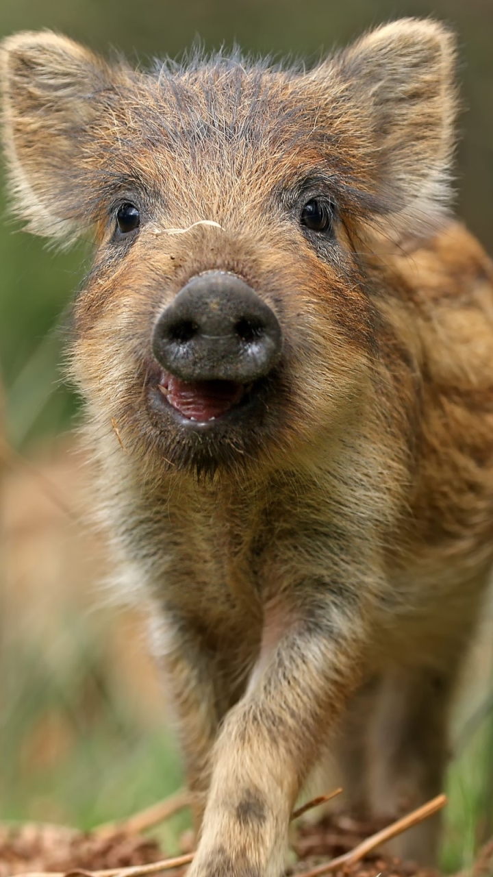 Wild Boar Piglets by Nigel Hodson