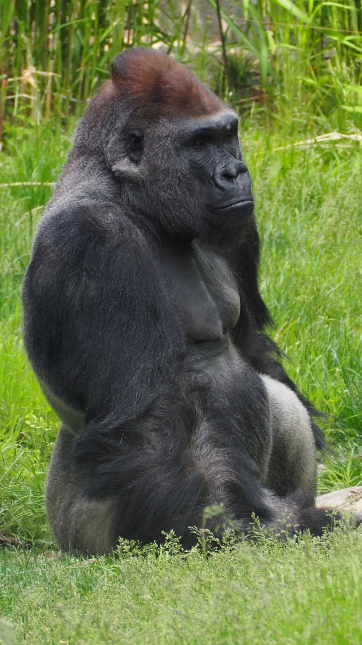 Western lowland gorilla, male silverback by JakeWilliamHeckey