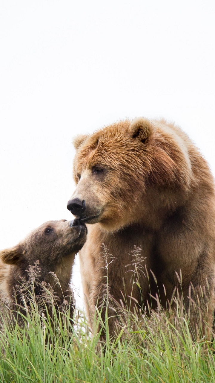 Brown kodiak Bears, mother and cub by skeeze