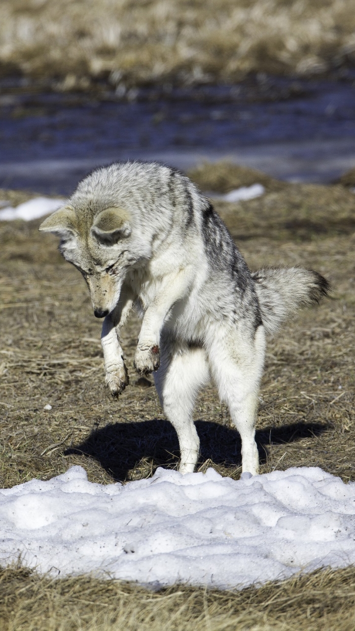 Coyote jumping by skeeze