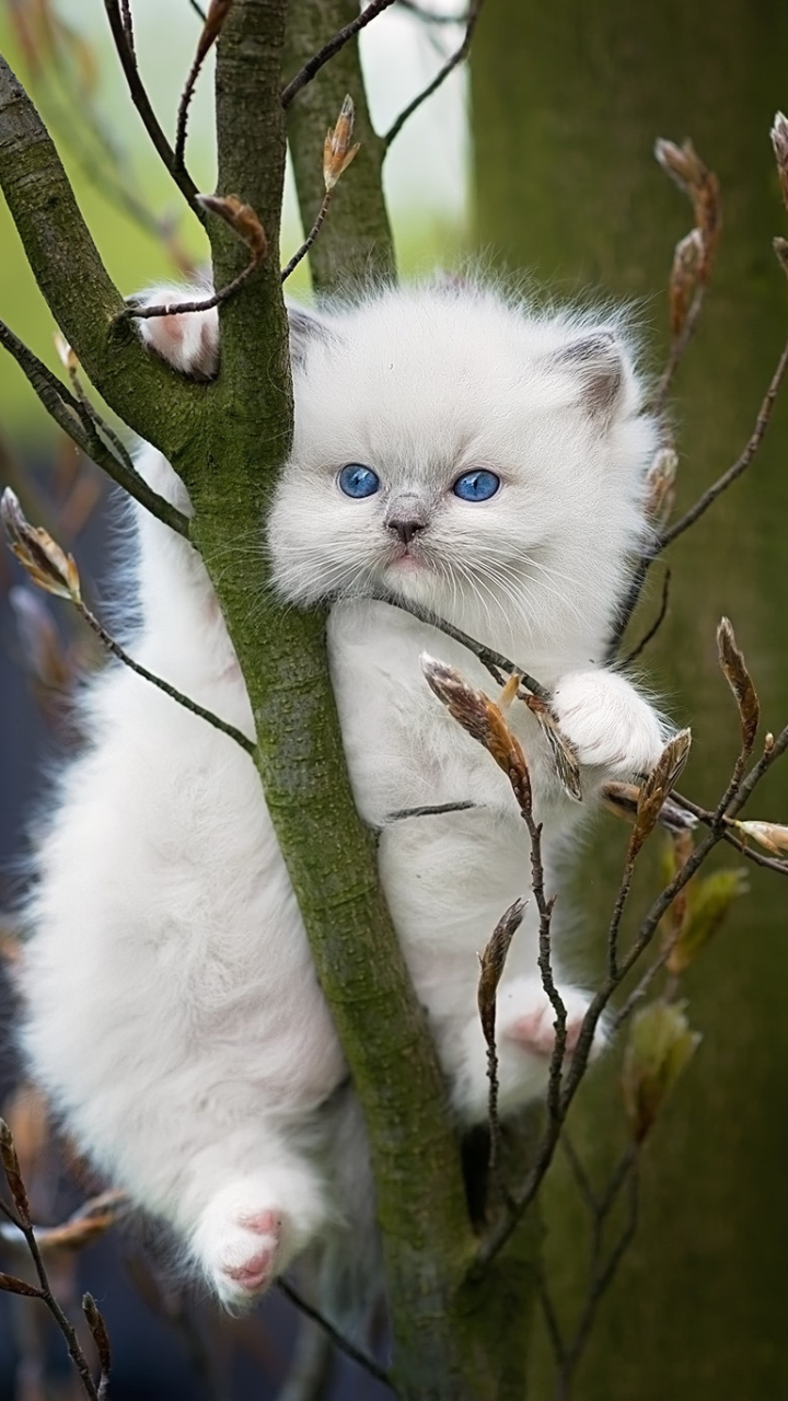 Kitten in a Tree