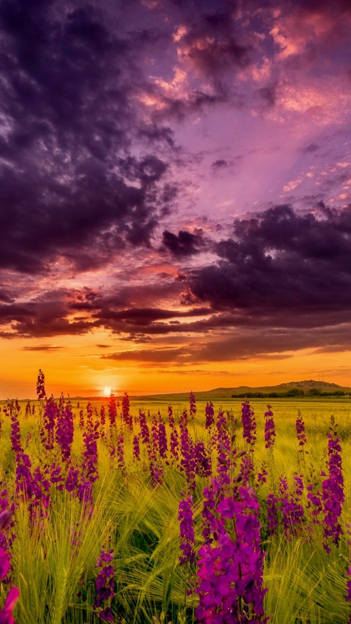 Lupine Field Sunset