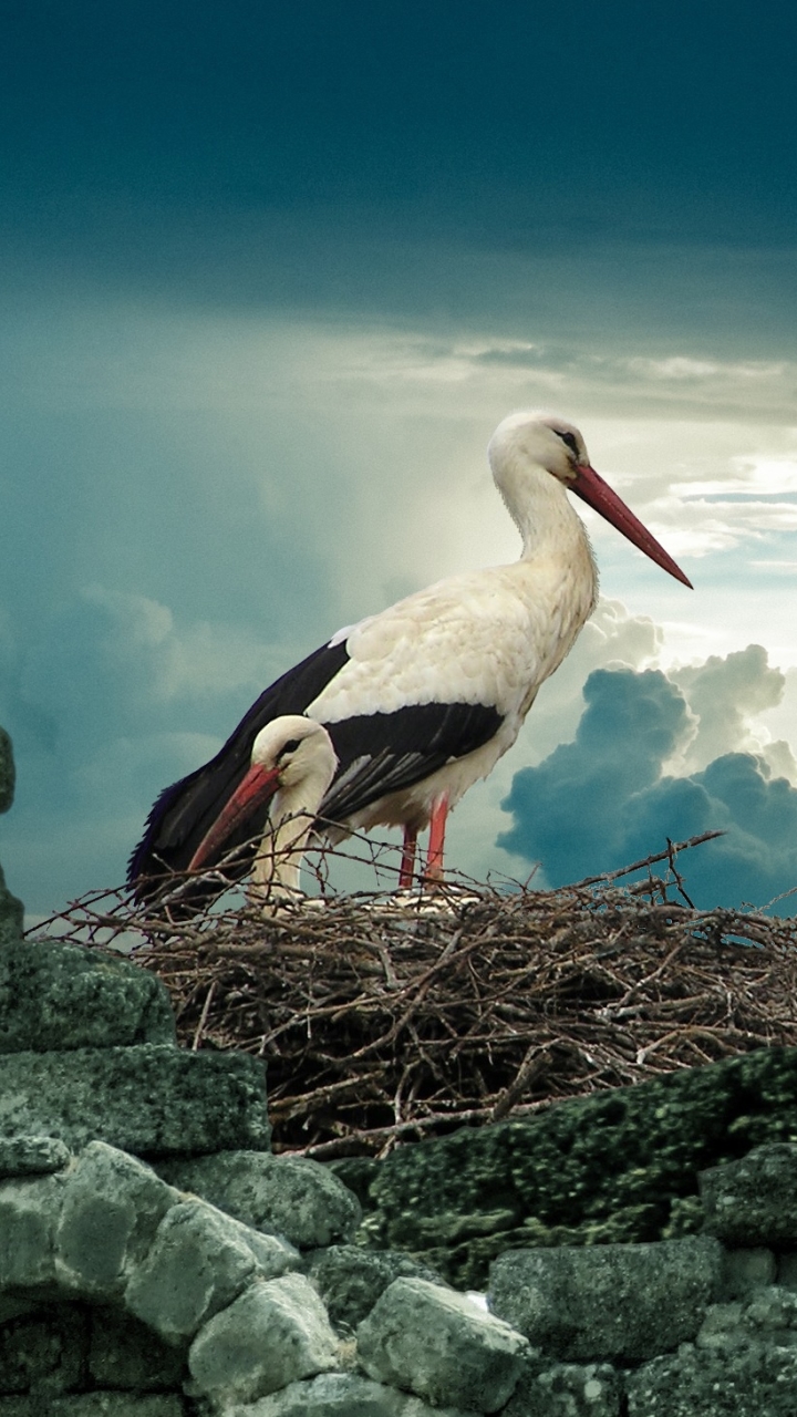 Storks in a nest by DigitalDesigner