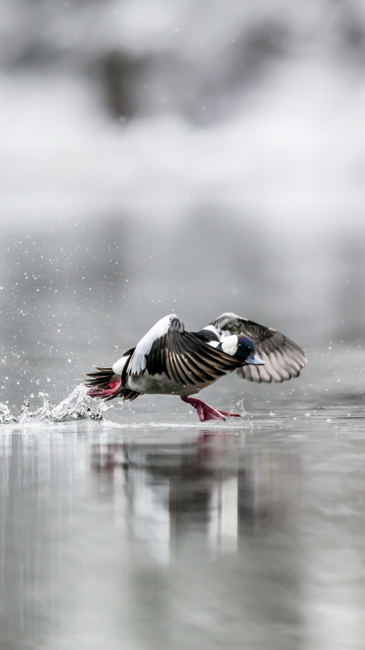 Duck taking off from water by François Poitras