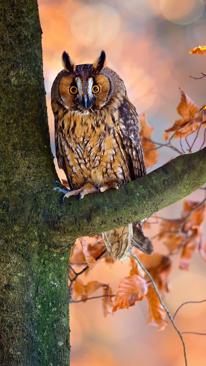 Owl Phone Wallpaper