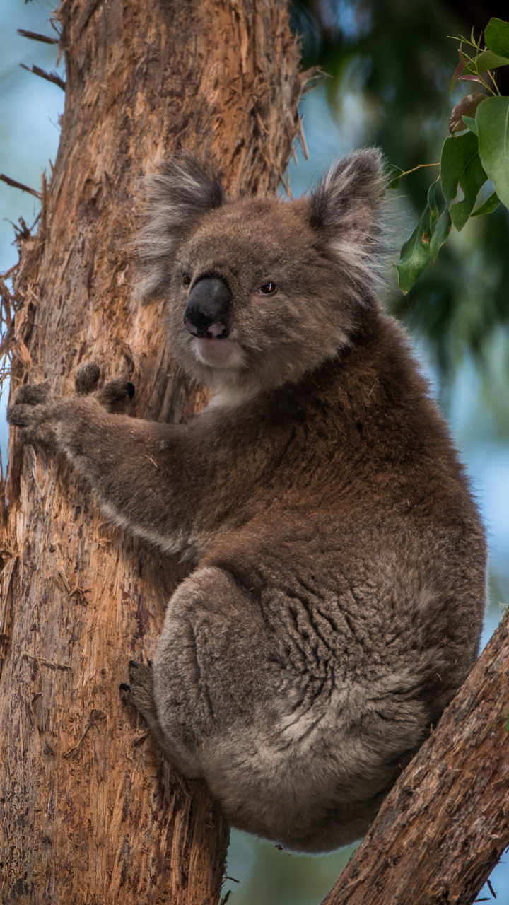 Cute Koala in a Tree by Scott Trageser
