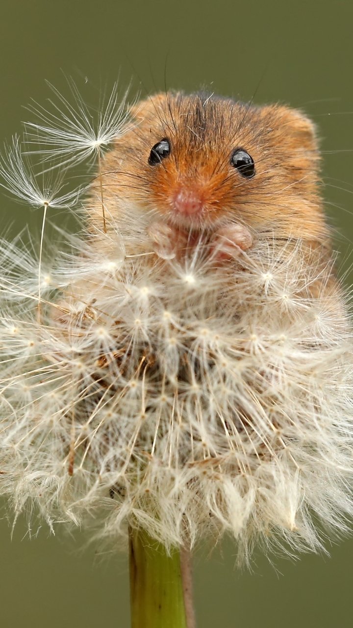 Download Rodent Macro Dandelion Animal Mouse Phone Wallpaper