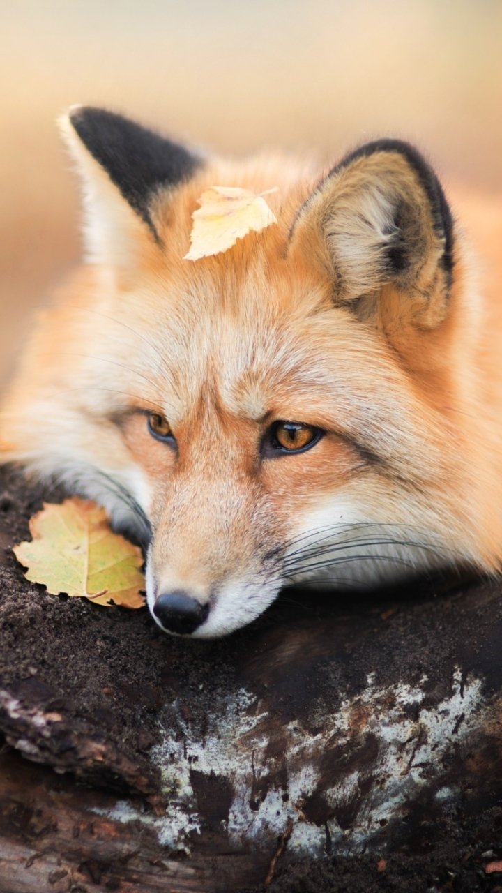 Download Animal Fox Phone Wallpaper - Mobile Abyss