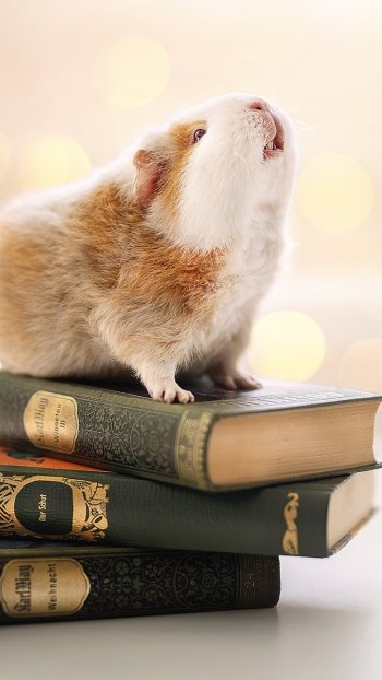 rodent book Animal guinea pig Phone Wallpaper