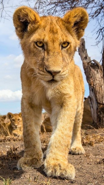 cute baby animal cub Animal lion Phone Wallpaper