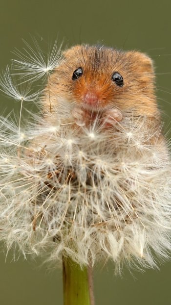 rodent macro dandelion Animal mouse Phone Wallpaper