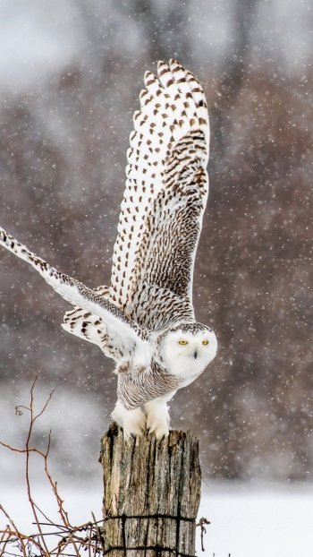snowfall winter bird owl Animal snowy owl Phone Wallpaper