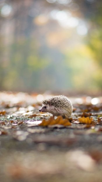 depth of field Animal hedgehog Phone Wallpaper