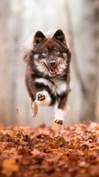 fall depth of field baby animal dog Animal husky Phone Wallpaper