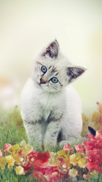  Cute White Kitten