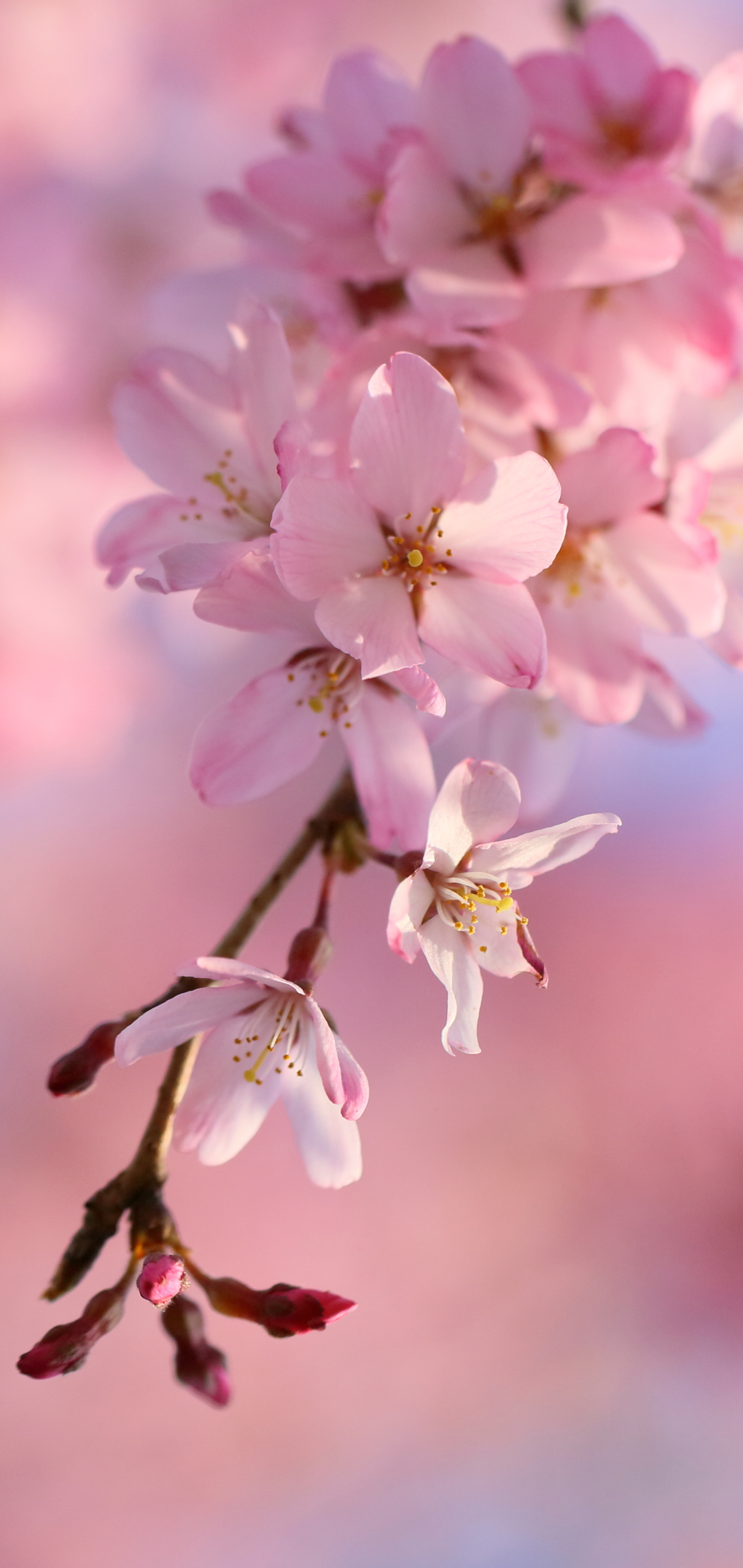 Sakura & Clouds Pink Anime Wallpapers - Sakura Wallpaper Phone