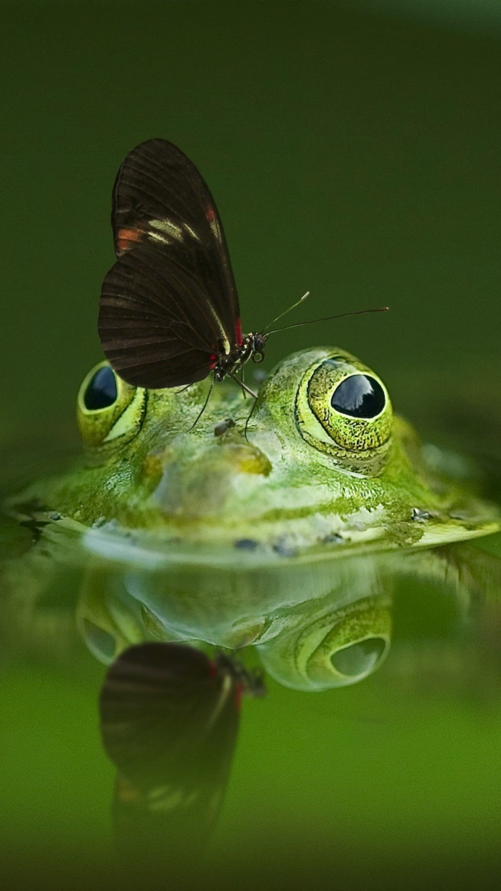 Butterfly on the Nose of a Frog