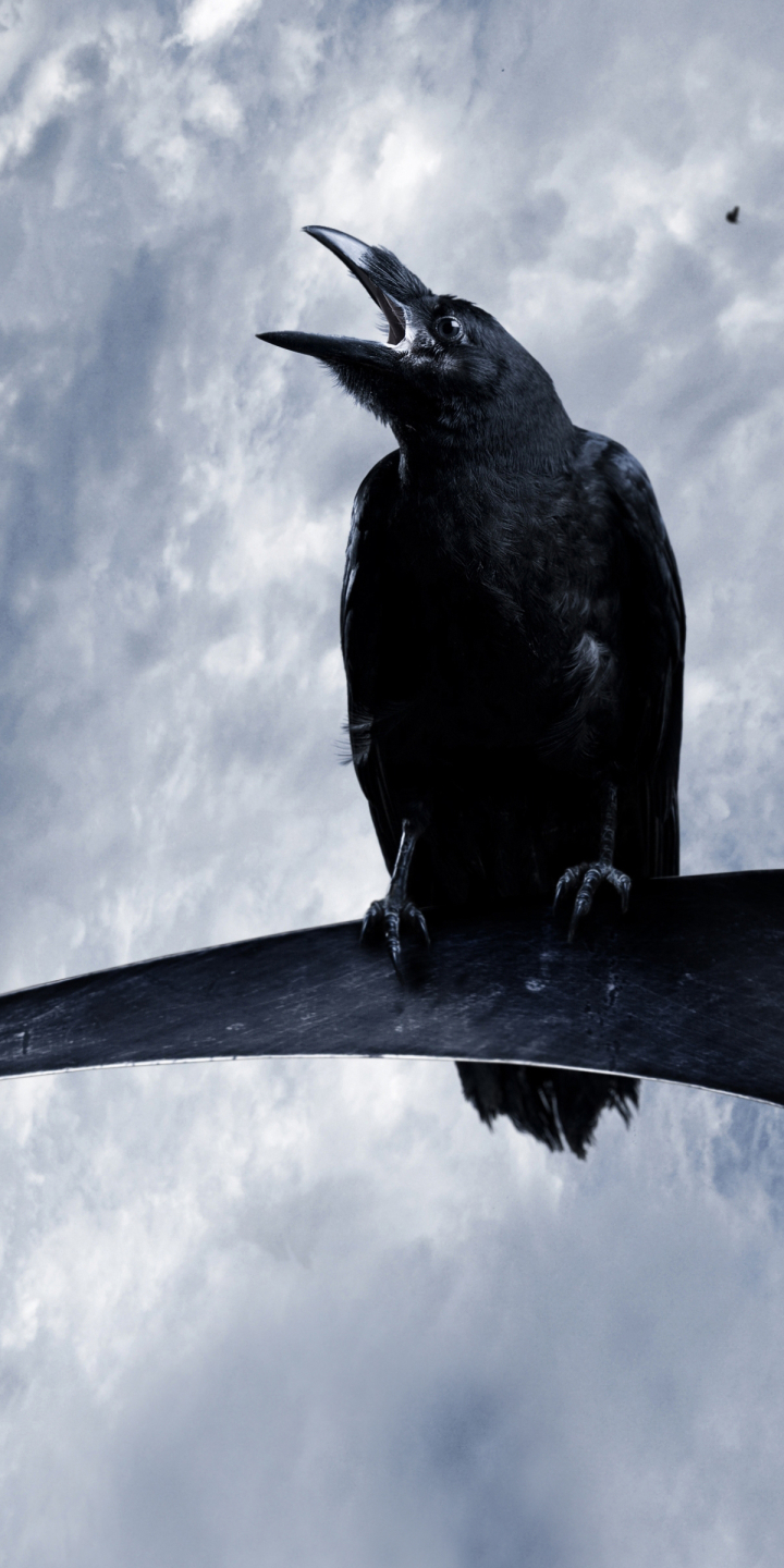 Crow on a Scythe