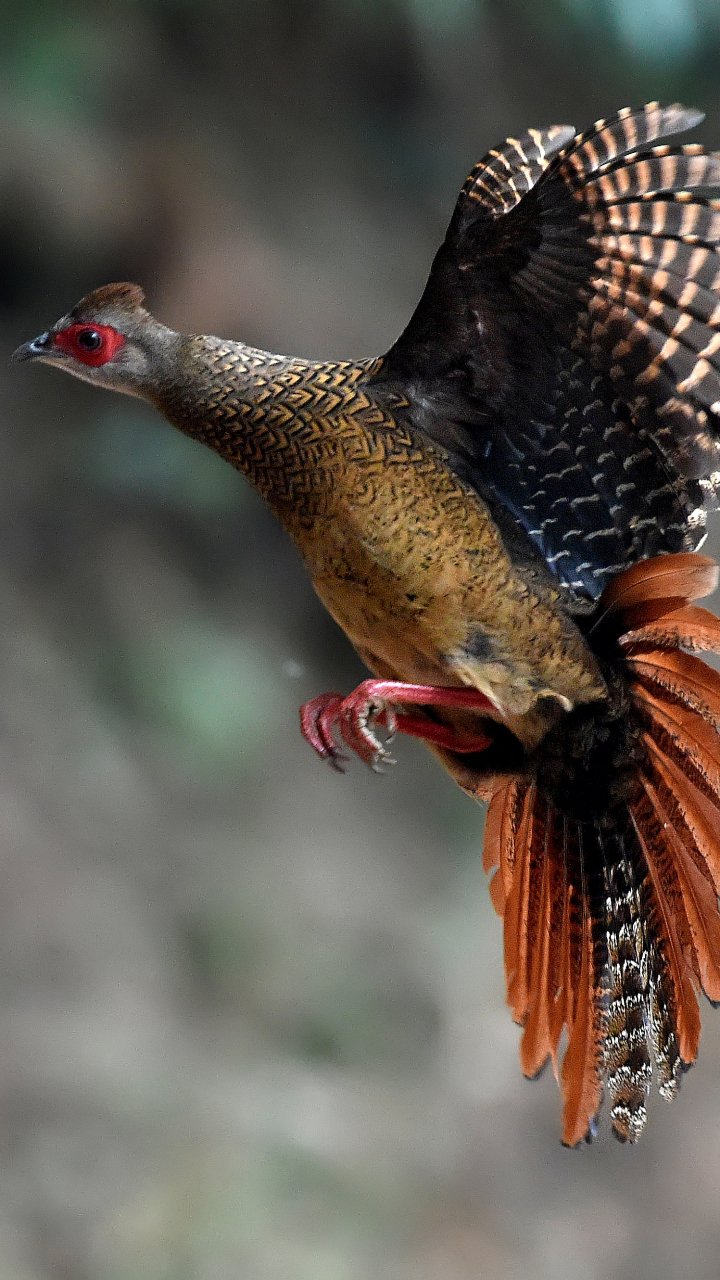 Swinhoe's Pheasant iPhone Wallpapers