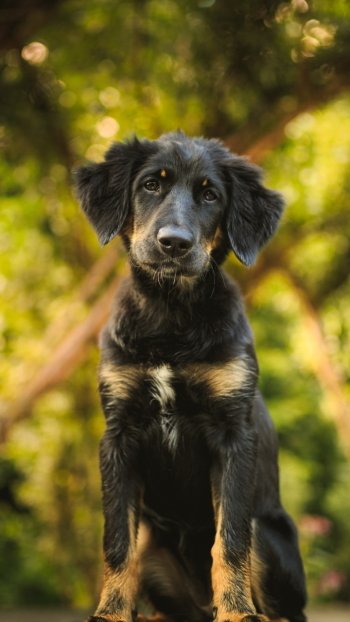  Humans' Best Friend