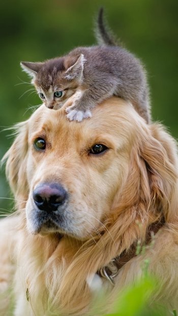 baby animal Labrador Retriever dog kitten cat Animal Cat & Dog Phone Wallpaper