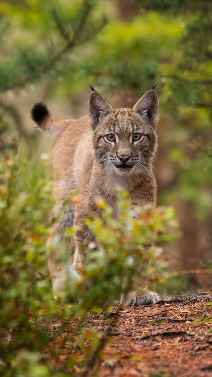 Download Animal Lynx Phone Wallpaper - Mobile Abyss