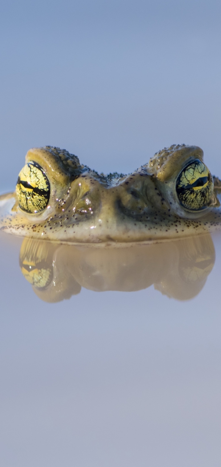 Frog Phone Wallpaper