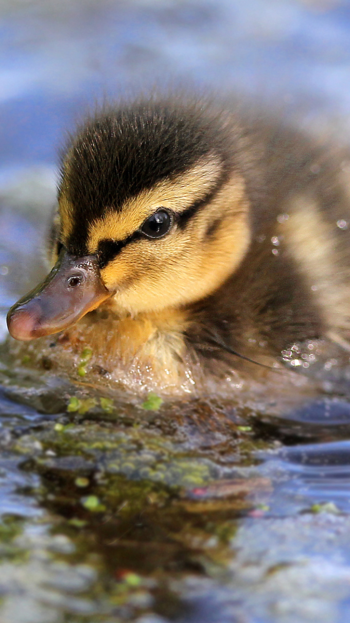Baby duck by Tobias de Haan