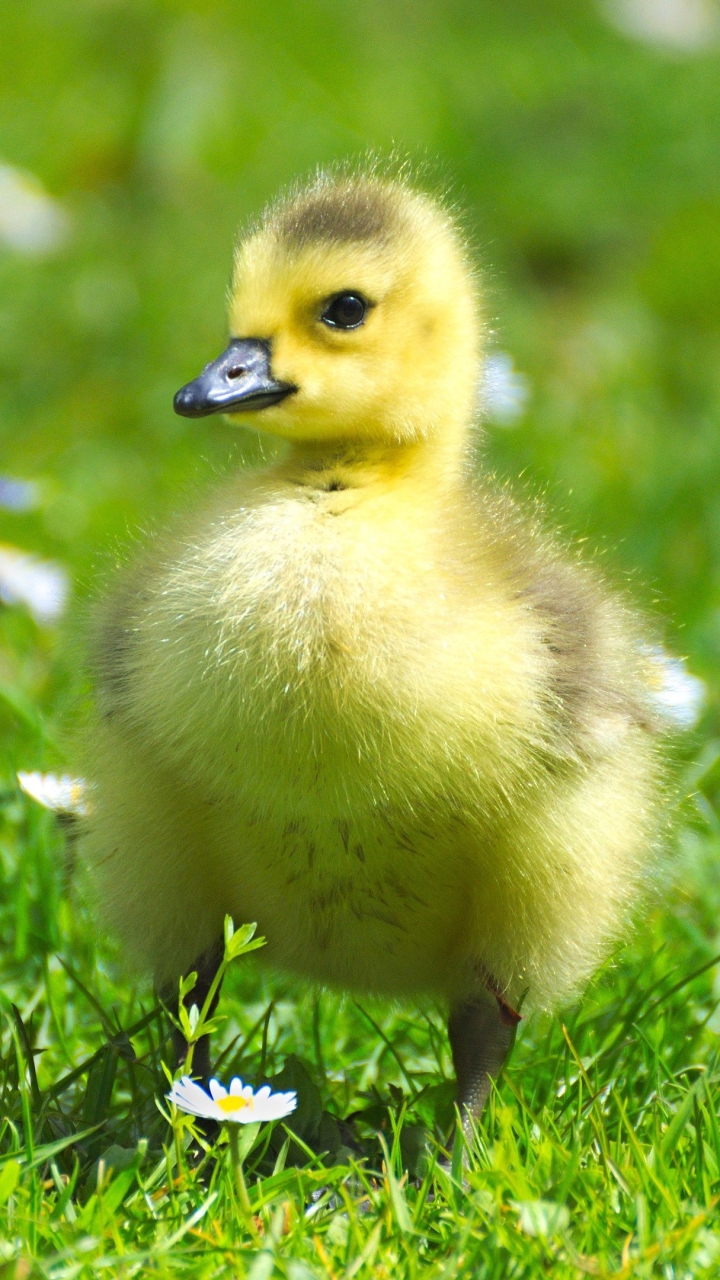 Cute Little Gosling in the Grass