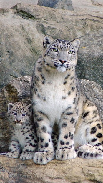 Snow Leopard Phone Wallpapers