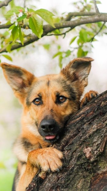  German Shepherd Puppy in Tree